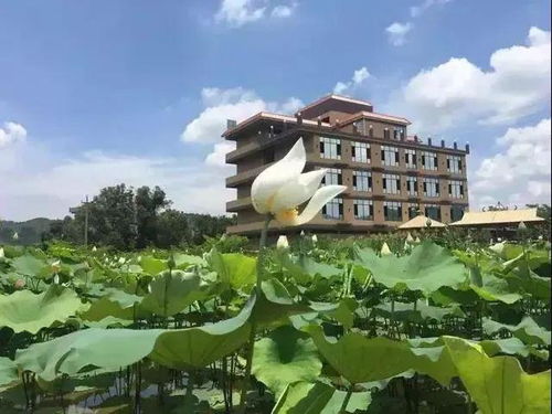 先说说这温泉的来历吧 (大概)