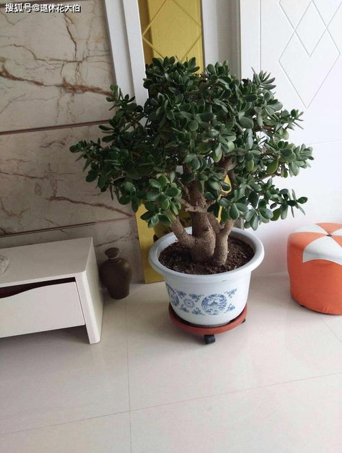 家里摆放嫩帮助放松心情的树盆景风水上可行吗？