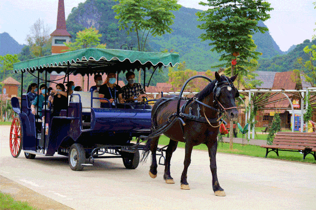 德保矮马场的用心经营 (其实就是想赚钱)