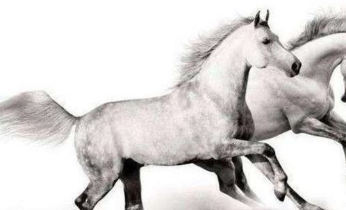 2026年属马运势和属兔运势具体内容是什么？