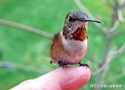 兔起凫举指的是哪种动物，它的尾巴忒别长吗？