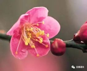 我今生桃花运真的好吗？免费算命看看我的桃花运如何？