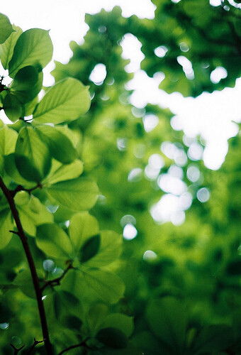 绿叶成荫指的是什么生肖？
