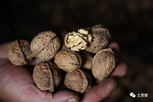 昆明核桃中，哪颗果实能激发你的环球旅行欲望？