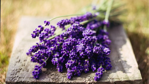 生肖暗示：鼠牛虎兔马羊猴鸡狗猪全都有份？