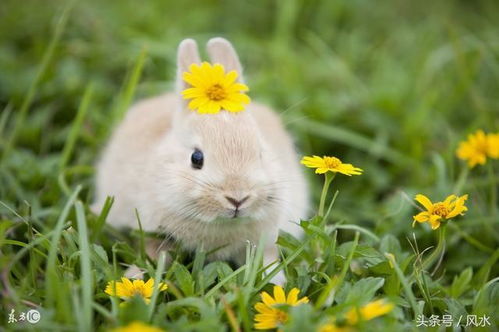 鸡飞兔跳！2026年大凶之兆破解指南