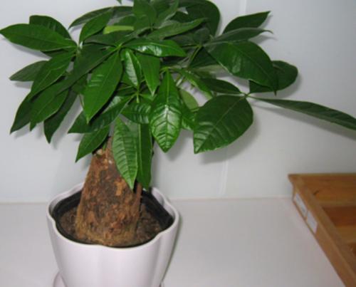 2. 五行调和——木、火、土、金、水全开局！