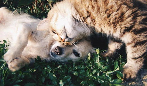 梁实秋笔下的猫