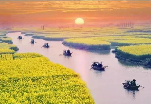 为什么一定要选洋沙湖呢？主要原因是这里有花海啊！