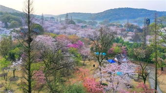 四、 亲身经历：我在鼋头渚那些年
