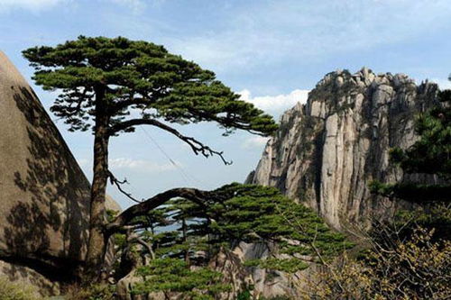 香港摄影家 的20次 “奔赴 ” ：镜头里 的 “四季 黄 山 ”