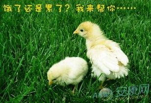 B组——迷离神秘型 (暗黑)