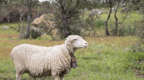 1979年属羊的人2026年运势财运如何，2037年多大？