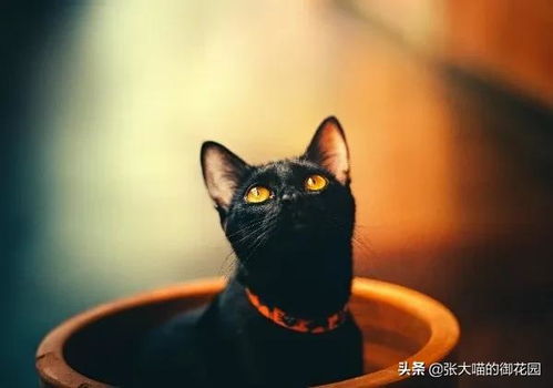猫究竟象征着吉祥还是邪恶，这一形象在民间传说中为何众说纷纭？