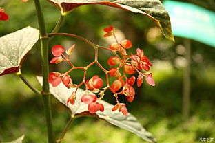 传说中的奇花异草,罕见的奇花异草