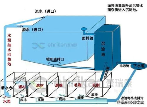 工厂养鱼池有什么讲究,工厂厂区内鱼塘风水
