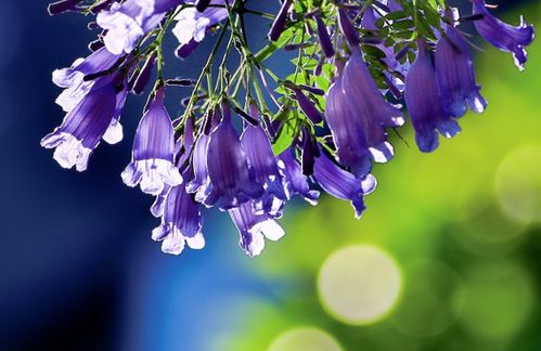 处女座的悲剧人生