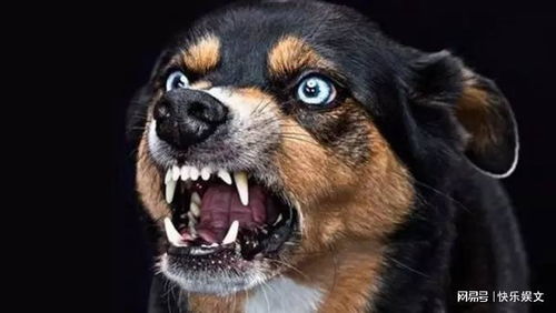 狗为什么会得疯狗病,狗狗为什么会有风水