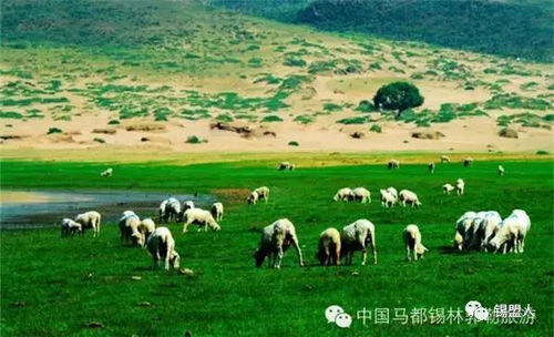 美食美景： 锡林郭勒的 草原之歌