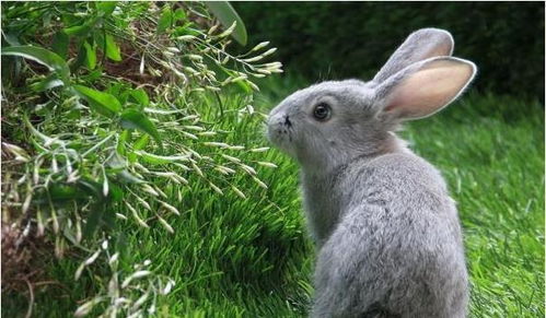 1987年属兔人在2026年有哪些灾星需要注意？