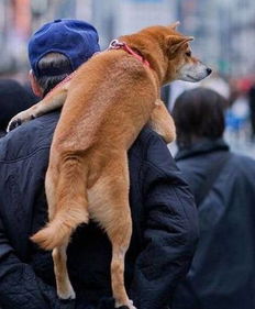 阿勒泰冻成狗指南：一个假本地人的瞎BB