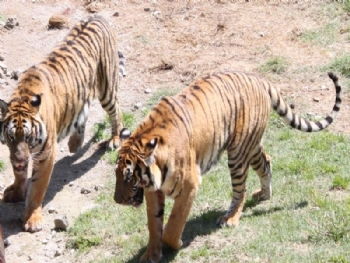 1. 动物们的状态堪忧啊