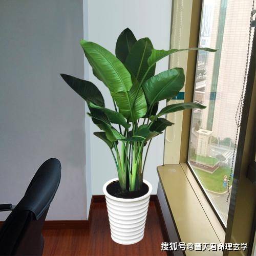办公室植物风水,办公室植物风水