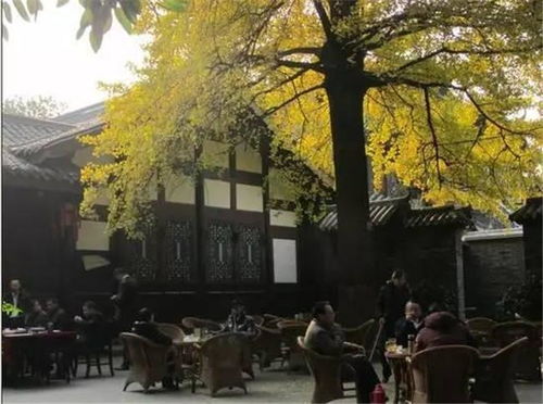 漫步泸州老城：时间在这里慢下来