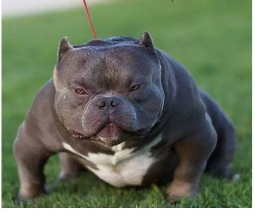 养恶霸犬费钱吗,养恶霸犬一个月费用要多少