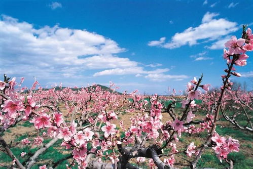 #路线二：隐秘小径+草地野餐+夜光灯塔# （约8km＋夜跑）
