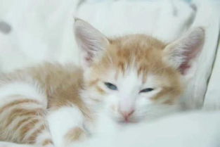 猫可yi放阳台上养吗,风水猫可yi放阳台么吗