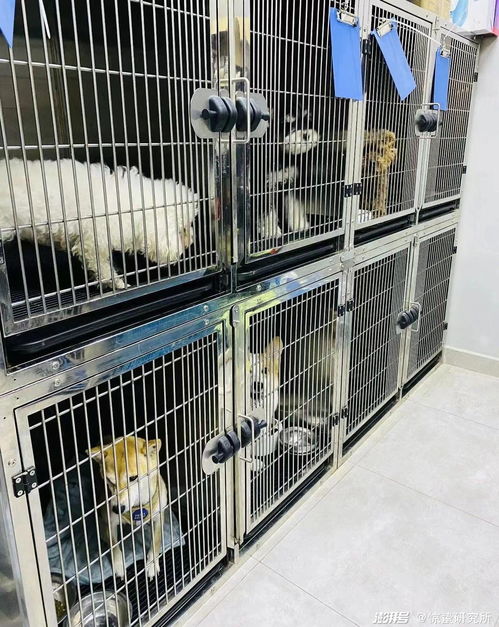 宠物店中央设猫舍狗舍，异味影响气场和客流，会有多少顾客因此避开？