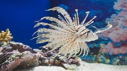 上海海洋水族馆：鱼的豪宅