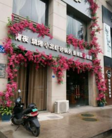 商铺门前种什么花好,商铺门口种什么植物旺财图