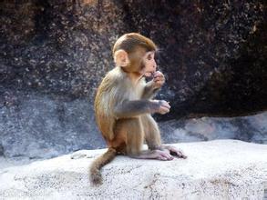 二、 猴年男孩起名指南