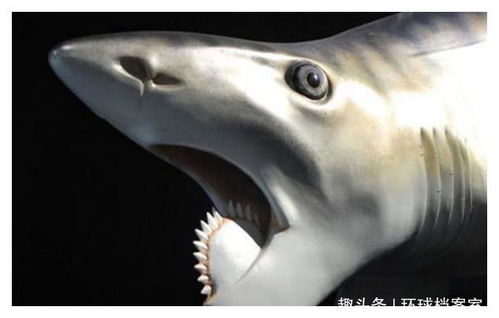 俄罗斯鲨鱼象征着什么它有什么深层的象征意义吗？