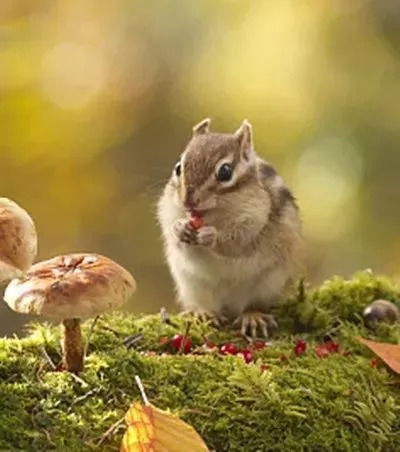 属鼠人在2026年的财运情况如何？