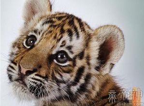 为什么属虎的女孩性格特点让人感觉不好?