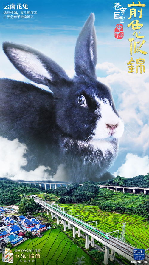 兔年诞生的孩子—命运与名字的对撞之战！