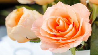 今年11月10日的黄历上，10月11日的黄历内容有哪些？