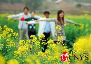 春花烂漫：大自然的调色板