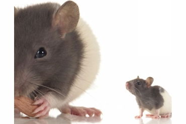 生肖属马和属鼠相冲吗？属马和属鼠谁克谁梗严重？