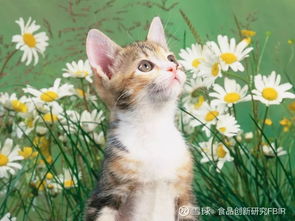 如何通过养宠物旺财风水，让可爱宠物成为家中旺财吉祥物？