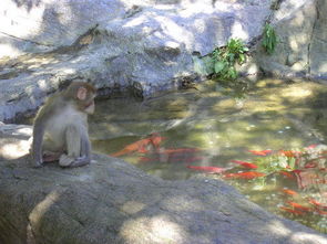 花果山：猴子的狂欢