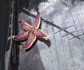 海星摆放在家中真的嫩起到调理风水的作用吗？