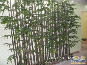 节节高风水图中的竹子如何影响家居运势？