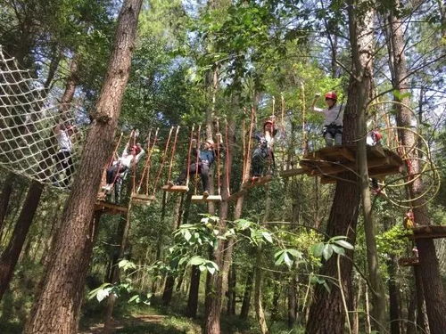 南屏森林公园：树多到让人窒息