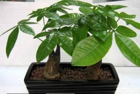 植物长藤对风水有影响吗？如何调整以改善风水？