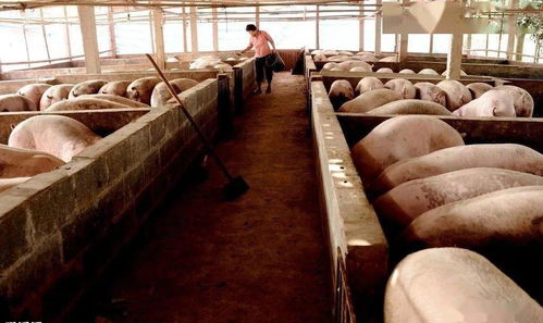 农村盖猪舍风水布局图,农村猪舍怎么盖