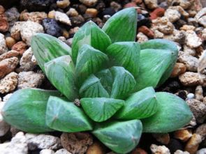 属鸡家庭适合养什么植物，哪种植物最适合招财？